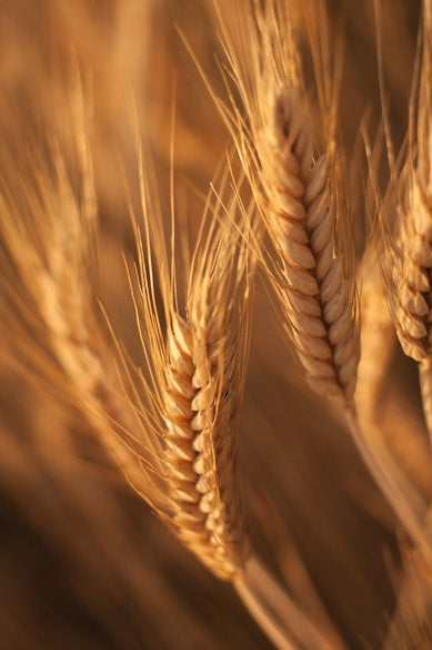 Golden wheat field