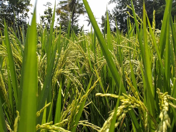 Green rice paddy