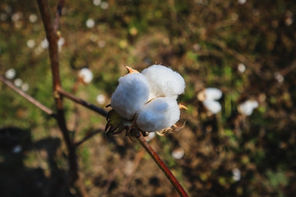 Cotton crop with whitefly damage