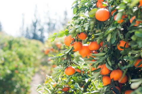Orchard