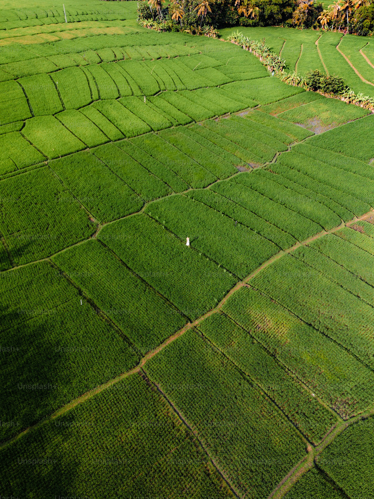 Green farm field background