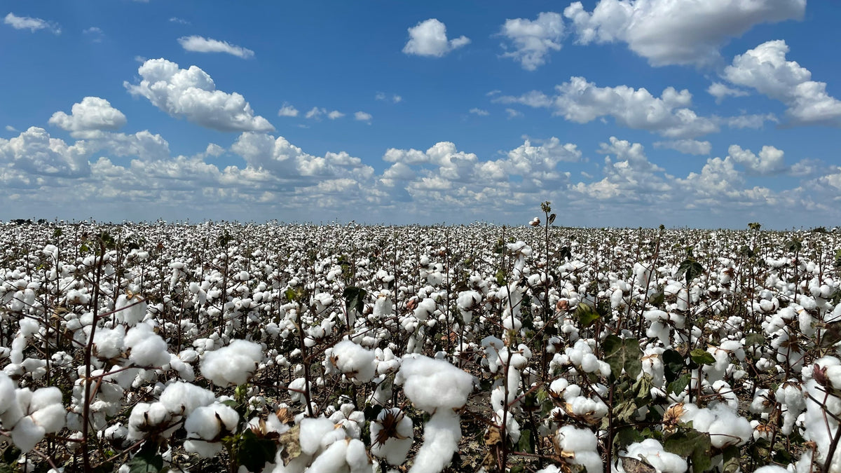 Cotton field at golden hour