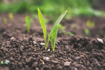 Organic fertilizer video thumbnail